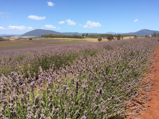 bridestowe_lavender